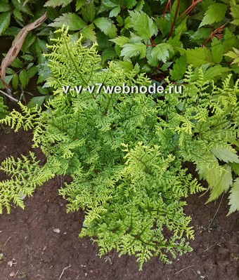 ЩИТОВНИК АВСТРИЙСКИЙ сорт Crispa Whiteside  (Dryopteris austriaca Crispa Whiteside) ЗАКОНЧИЛСЯ
